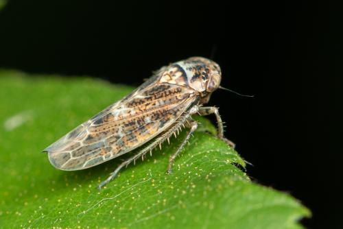 Réf. 295 228 : Athysanini inconnu