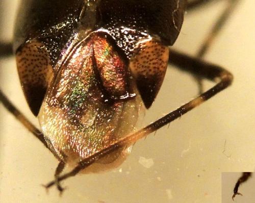 Réf. 295 574 : Deraeocoris flavilinea