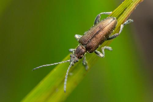 Réf. 295 944 : Plateumaris sp.