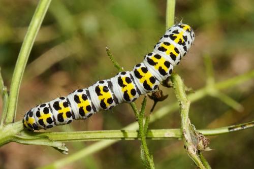 Réf. 295 320 : Cucullia scrophulariae