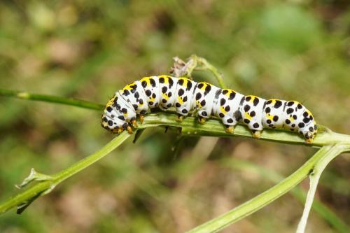 Réf. 295 321 : Cucullia scrophulariae