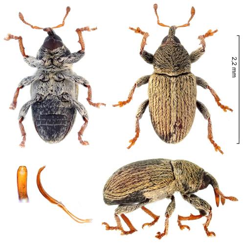 Réf. 295 342 : Tychius meliloti