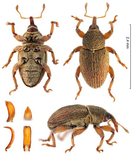 Tychius junceus