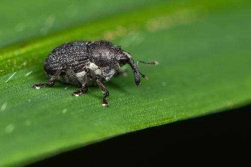 Réf. 295 659 : Zacladus geranii