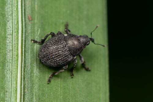Réf. 295 658 : Zacladus geranii