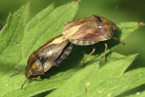 Réf. 295 333 : Eurygaster testudinaria