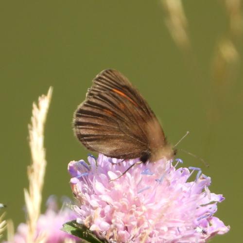 Erebia manto
