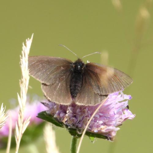 Réf. 295 310 : Erebia manto