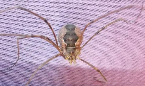 Réf. 295 988 : Phalangium opilio