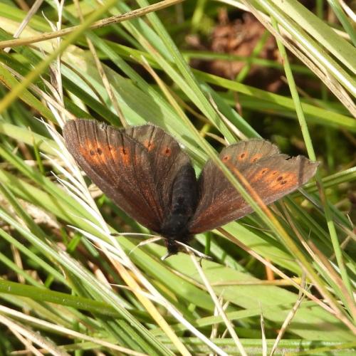 Erebia epiphron