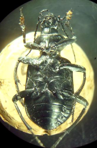 Réf. 295 282 : Calosoma planicolle