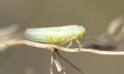 Typhlocybinae