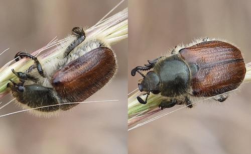 Réf. 295 958 : Anisoplia sp.