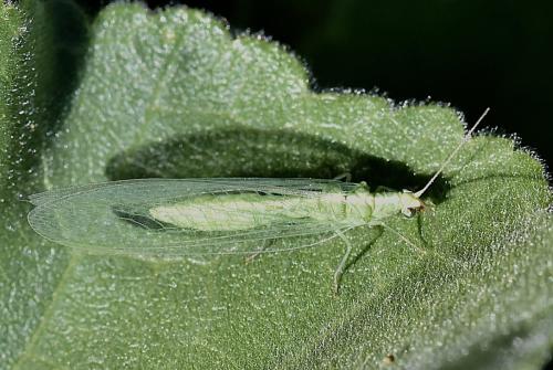 Chrysoperla sp.