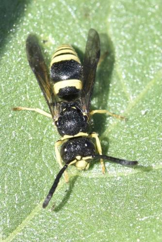 Ancistrocerus sp.