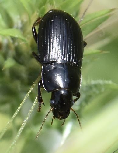 Réf. 295 416 : Harpalus serripes