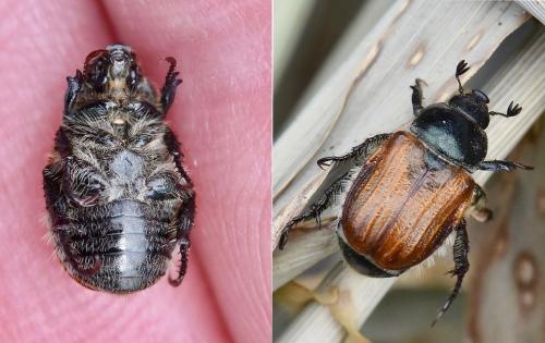 Réf. 295 073 : Anisoplia tempestiva