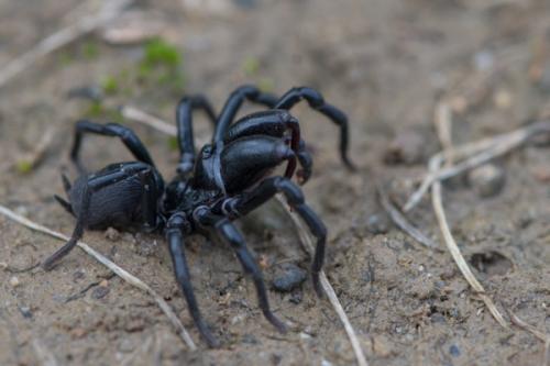 Atypus (affinis-piceus)