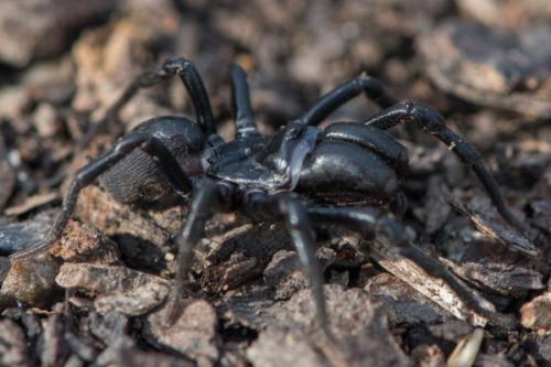 Atypus (affinis-piceus)