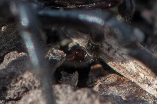 Réf. 295 807 : Atypus (affinis-piceus)