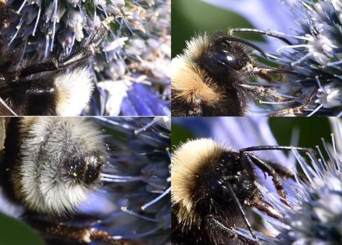 Bombus vestalis