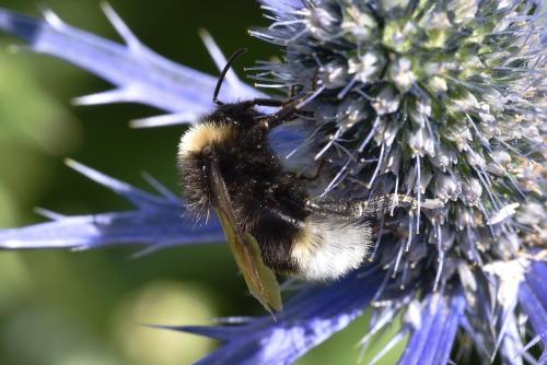 Bombus vestalis