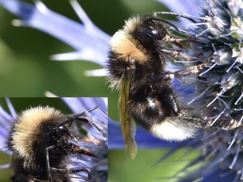 Bombus vestalis