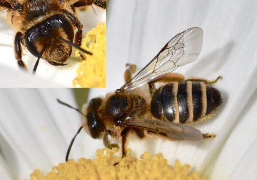 Andrena flavipes