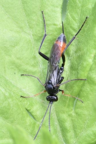 Cryptinae