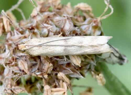 Homoeosoma sinuella