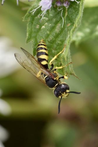 Réf. 295 475 : Philanthus triangulum