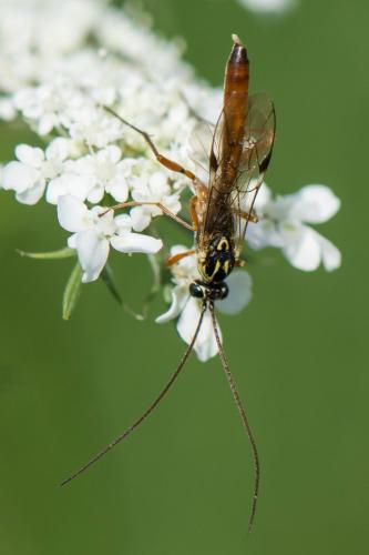 Réf. 295 093 : Lissonota sp.