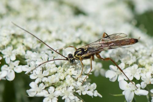 Réf. 295 091 : Lissonota sp.