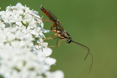 Réf. 295 092 : Lissonota sp.