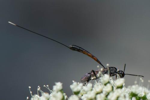 Gasteruption sp.