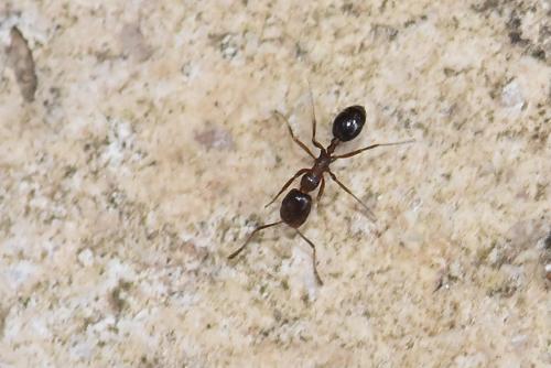 Réf. 295 421 : Myrmicinae inconnu