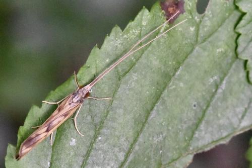 Réf. 295 456 : Odontocerum albicorne