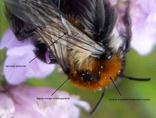 Dasypoda argentata