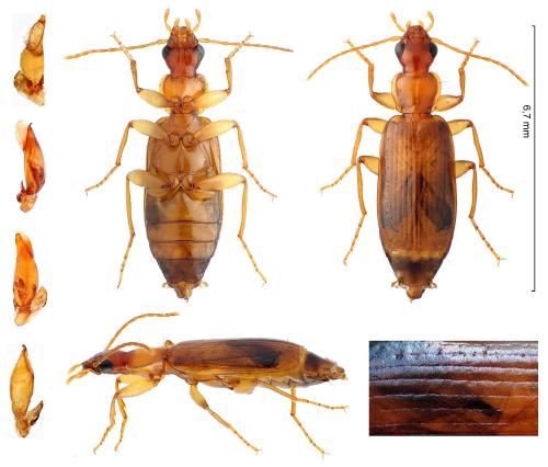 Dromius meridionalis