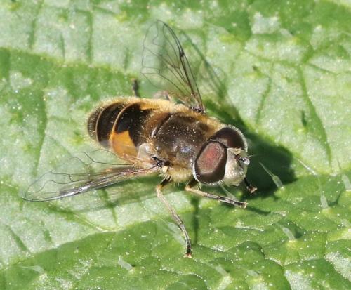 Réf. 295 145 : Eristalis arbustorum