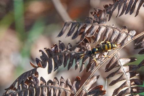 Ichneumon xanthorius