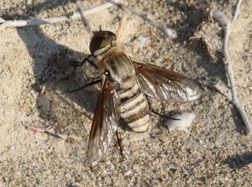 Réf. 295 166 : Exoprosopa minos