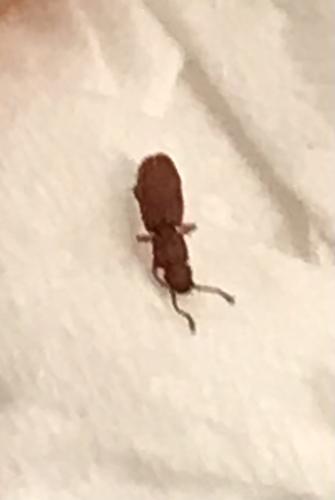Oryzaephilus sp.