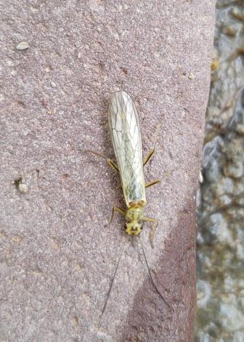 Isoperla sp.