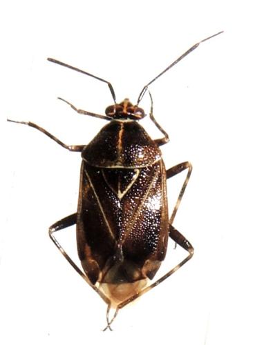 Réf. 295 572 : Deraeocoris flavilinea