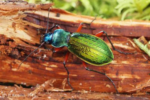 Réf. 295 802 : Carabus auronitens