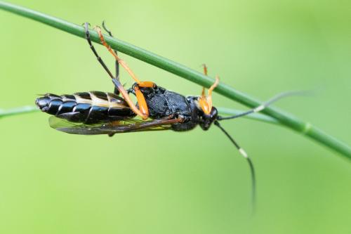 Diphyus quadripunctorius