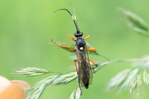 Réf. 295 481 : Diphyus quadripunctorius