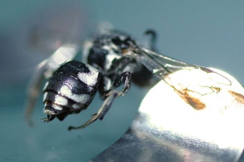 Réf. 295 001 : Epeolus fallax