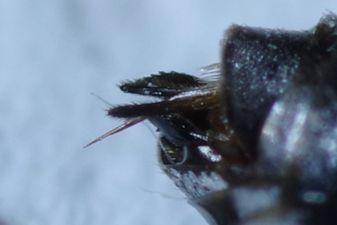 Réf. 295 003 : Epeolus fallax